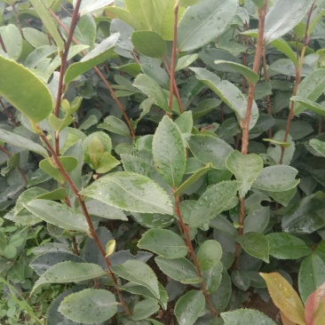 实生油茶苗，品质保证，量大从优，欢迎来电咨询