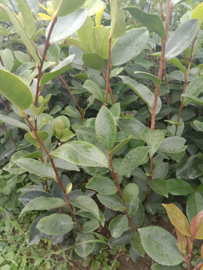 实生油茶苗，品质保证，量大从优，欢迎来电咨询