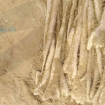 白玉麻山药佛手口感湿面好吃，老少都喜欢