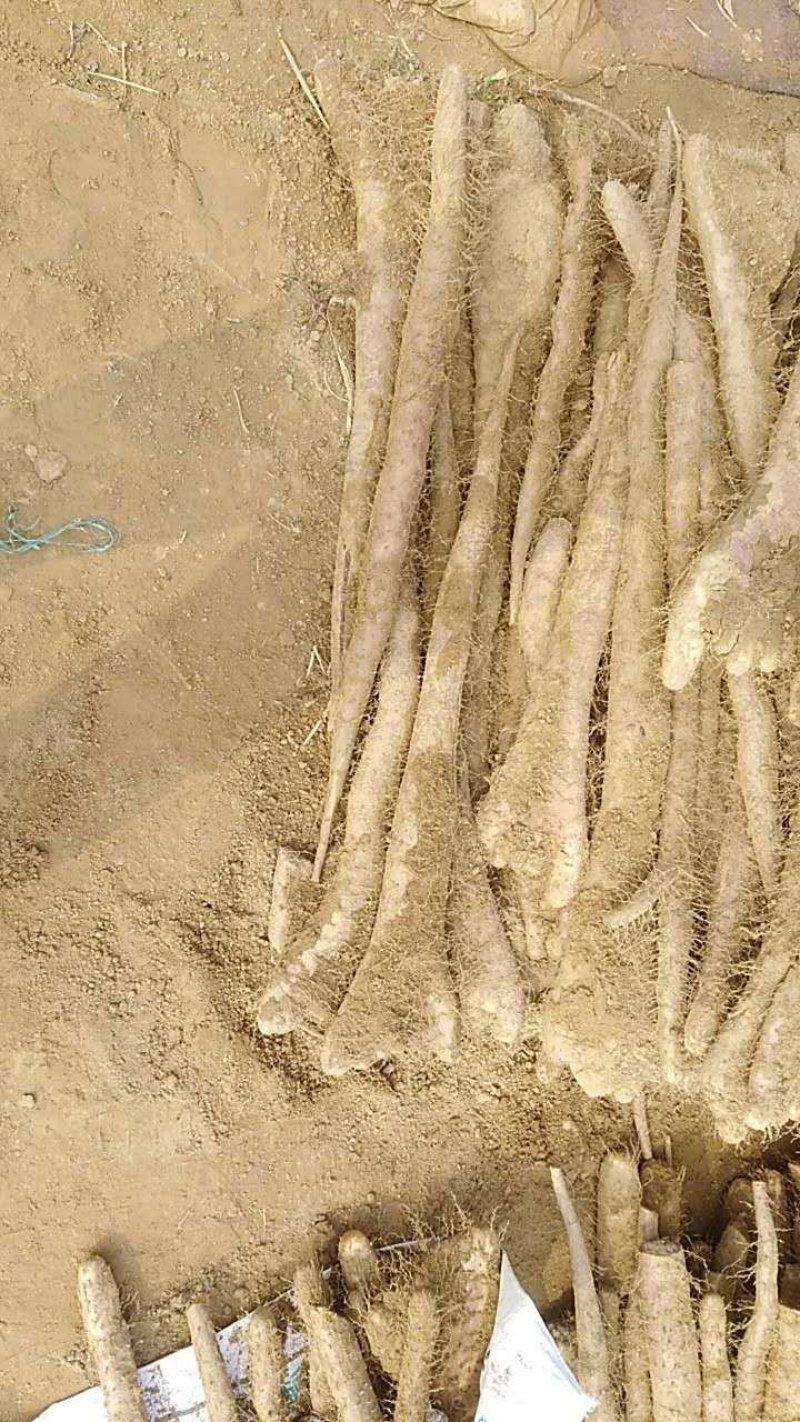 白玉麻山药佛手口感湿面好吃，老少都喜欢
