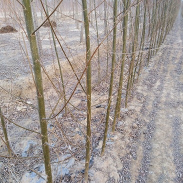 竹柳苗，速生柳，青皮柳，柳树苗，200亩苗圃直供