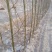 竹柳苗，速生柳，青皮柳，柳树苗，200亩苗圃直供