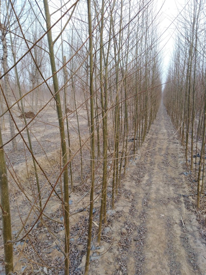 竹柳苗，速生柳，青皮柳，柳树苗，200亩苗圃直供