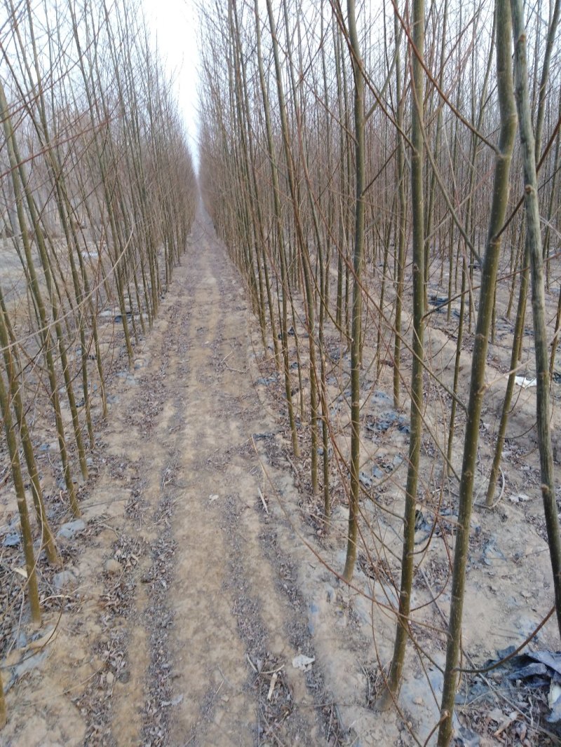 竹柳苗，速生柳，青皮柳，柳树苗，200亩苗圃直供