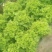 生菜
