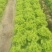 生菜