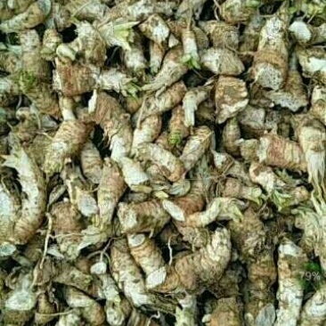 改良玄参芽脱菌
