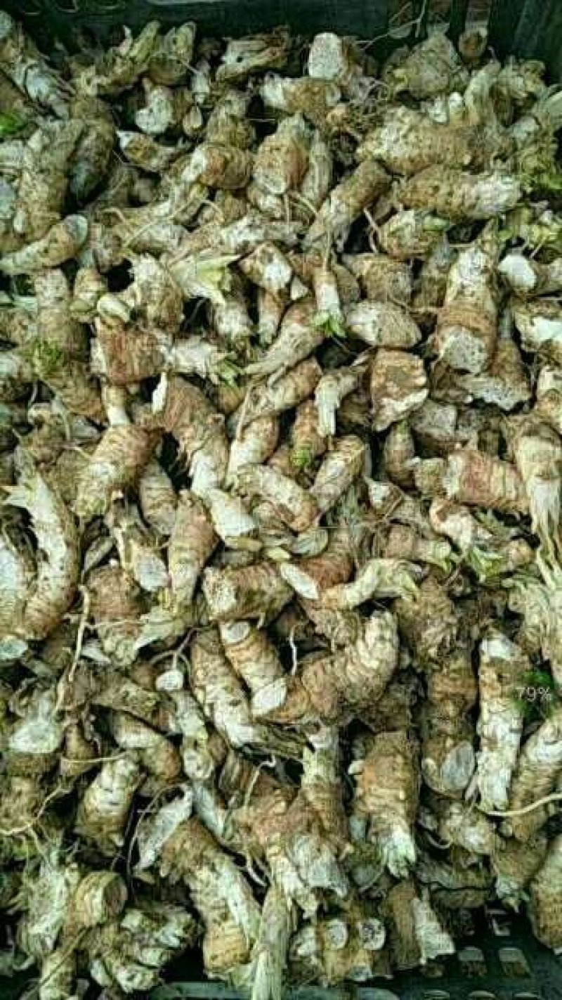 改良玄参芽脱菌