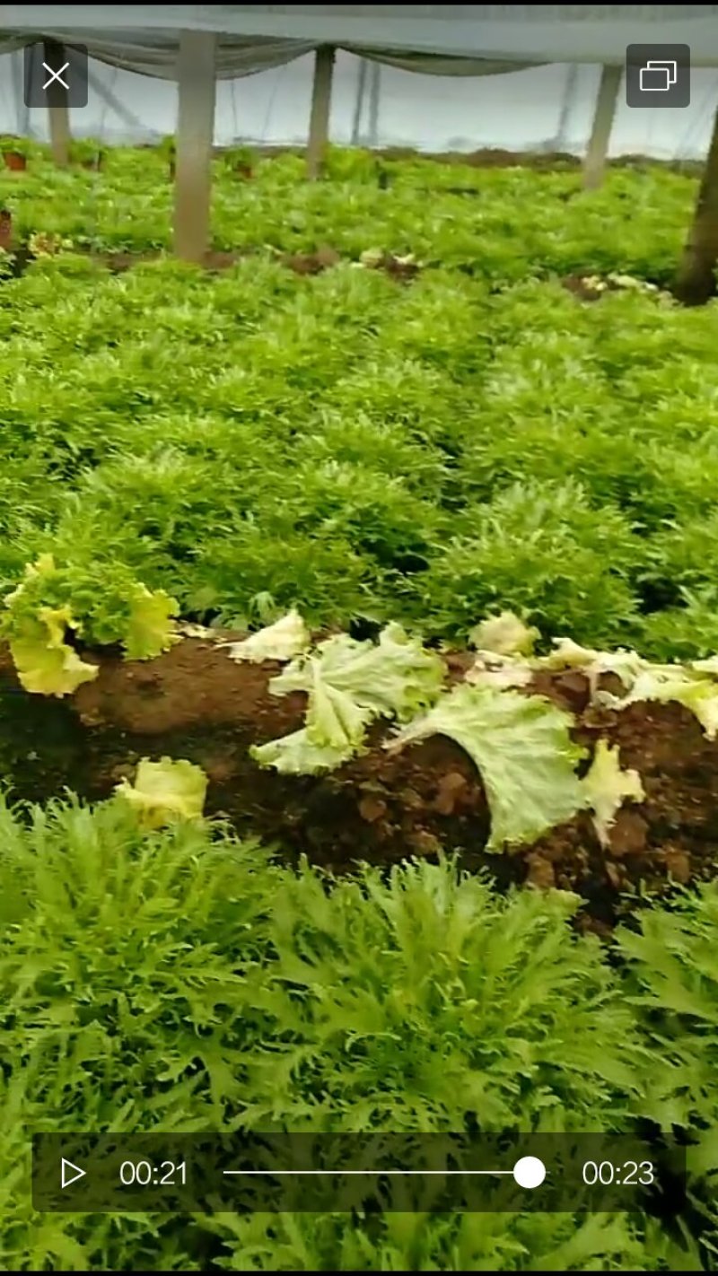 苦菊