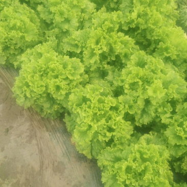 生菜