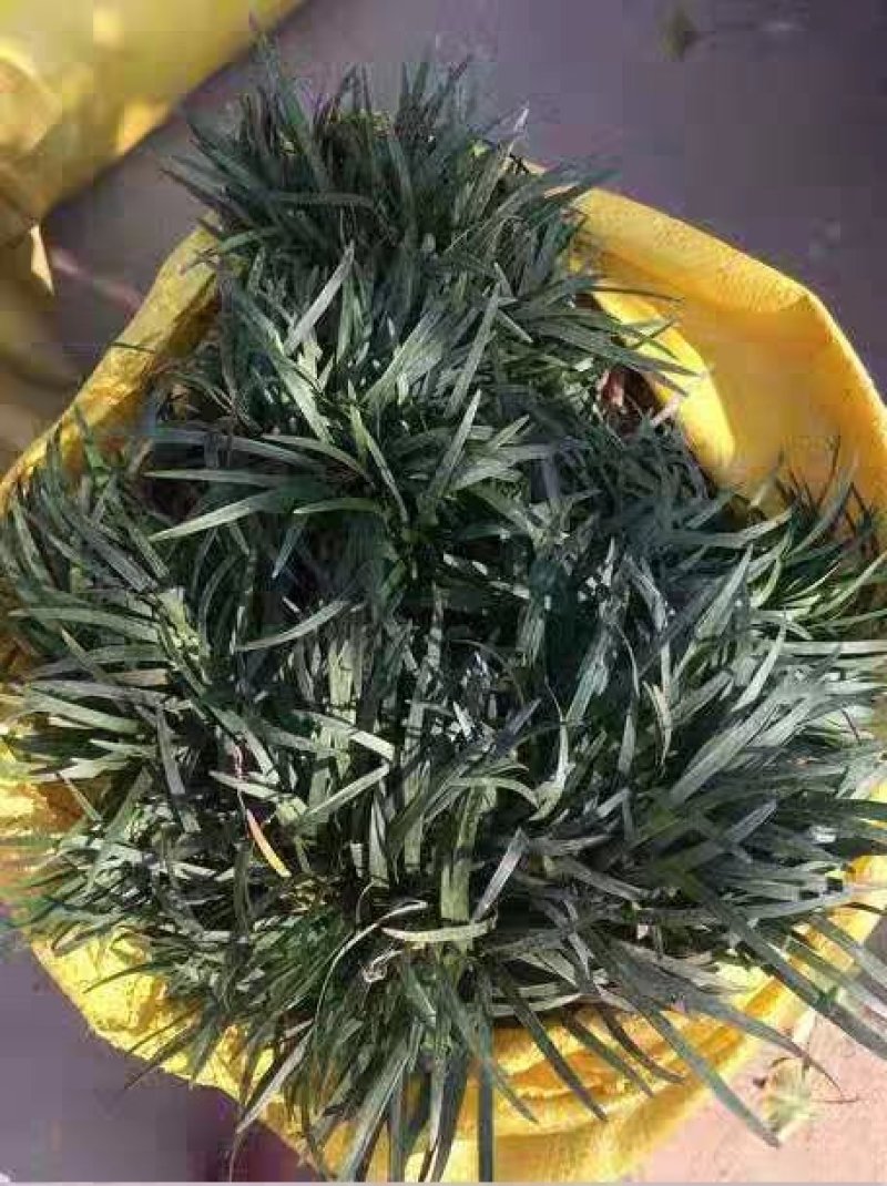 日本矮麦冬草