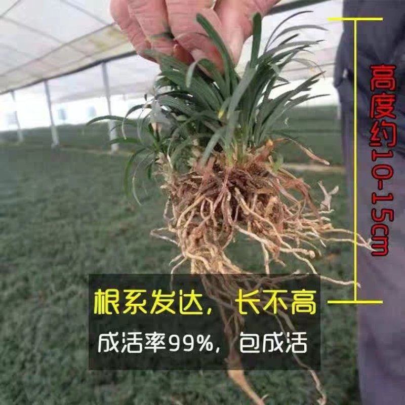 日本矮麦冬草