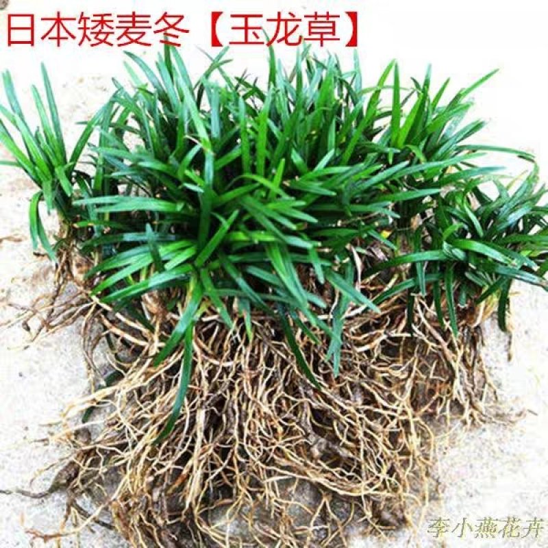 日本矮麦冬草