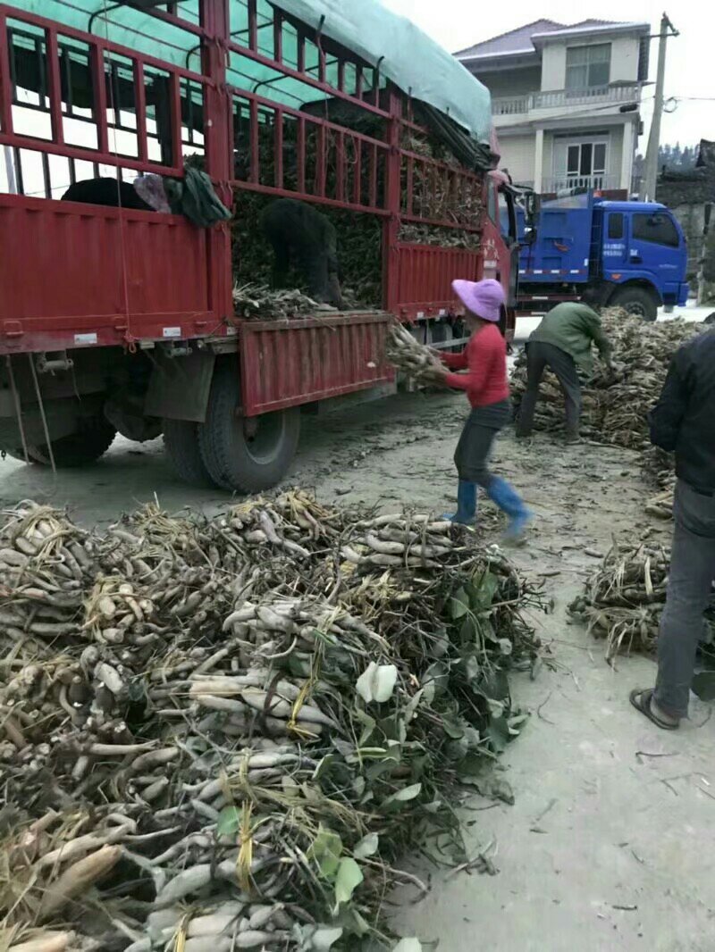 莲藕苗提供技术指导