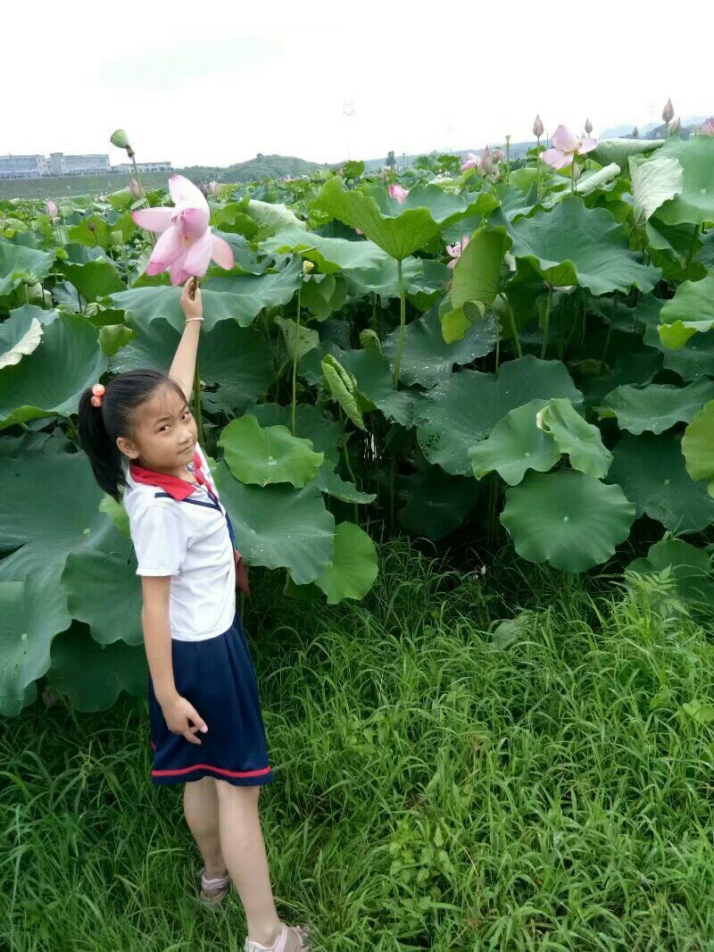 莲藕苗提供技术指导
