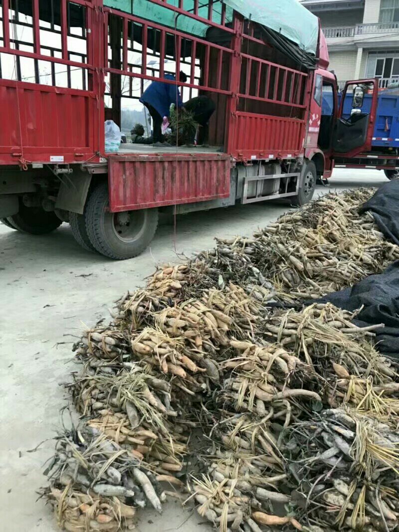 莲藕苗提供技术指导