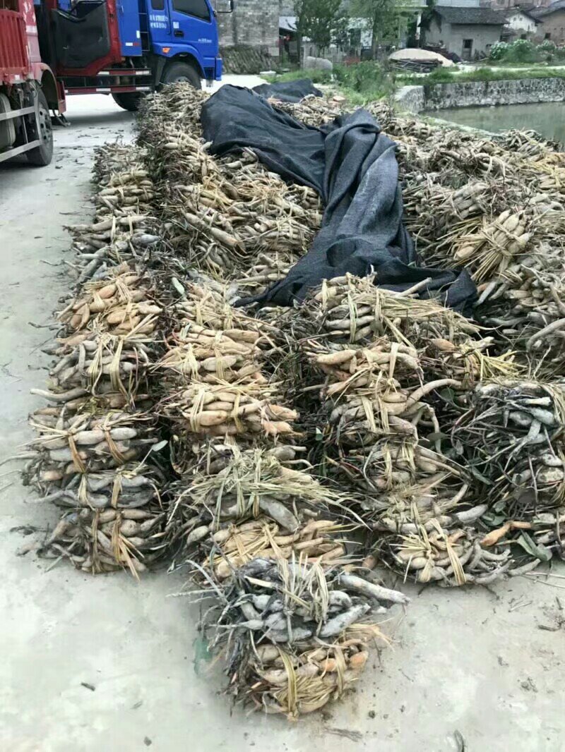 莲藕苗提供技术指导