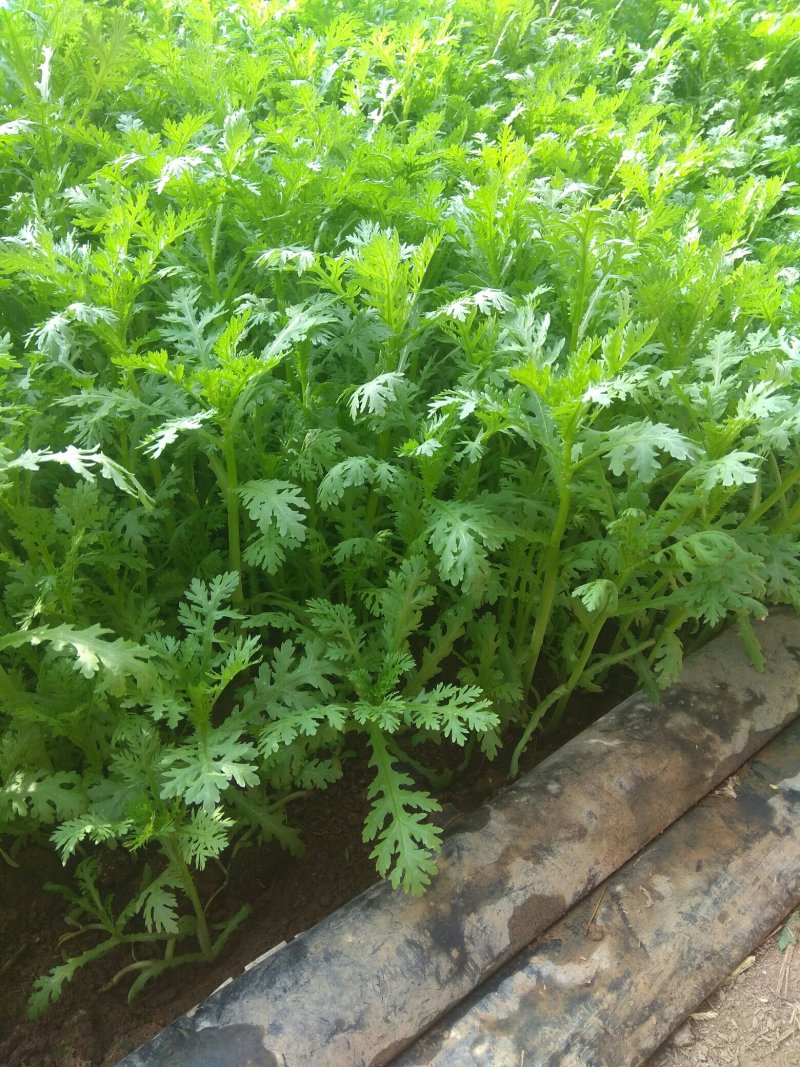 茼蒿