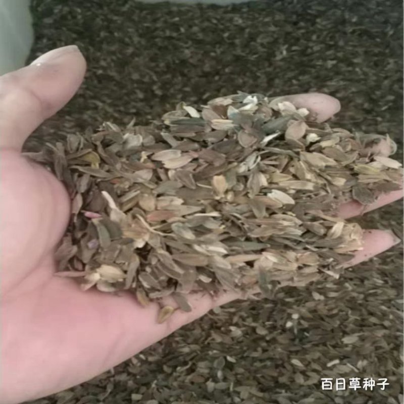 百日草