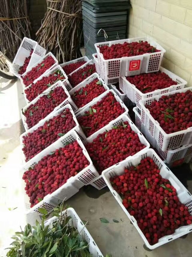 特早杨梅，颗粒大，大小均匀，口感好，产地直销