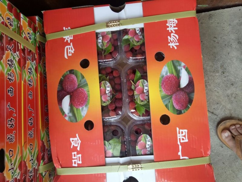 特早杨梅，颗粒大，大小均匀，口感好，产地直销