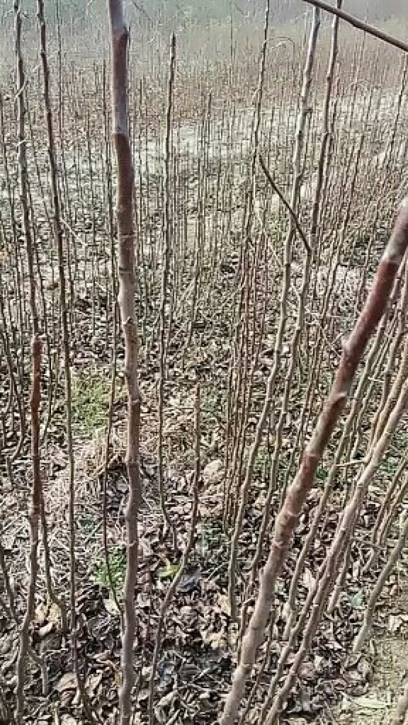 早红考密斯梨苗，早酥红梨，红香酥黄金梨，玉露香，秋月，