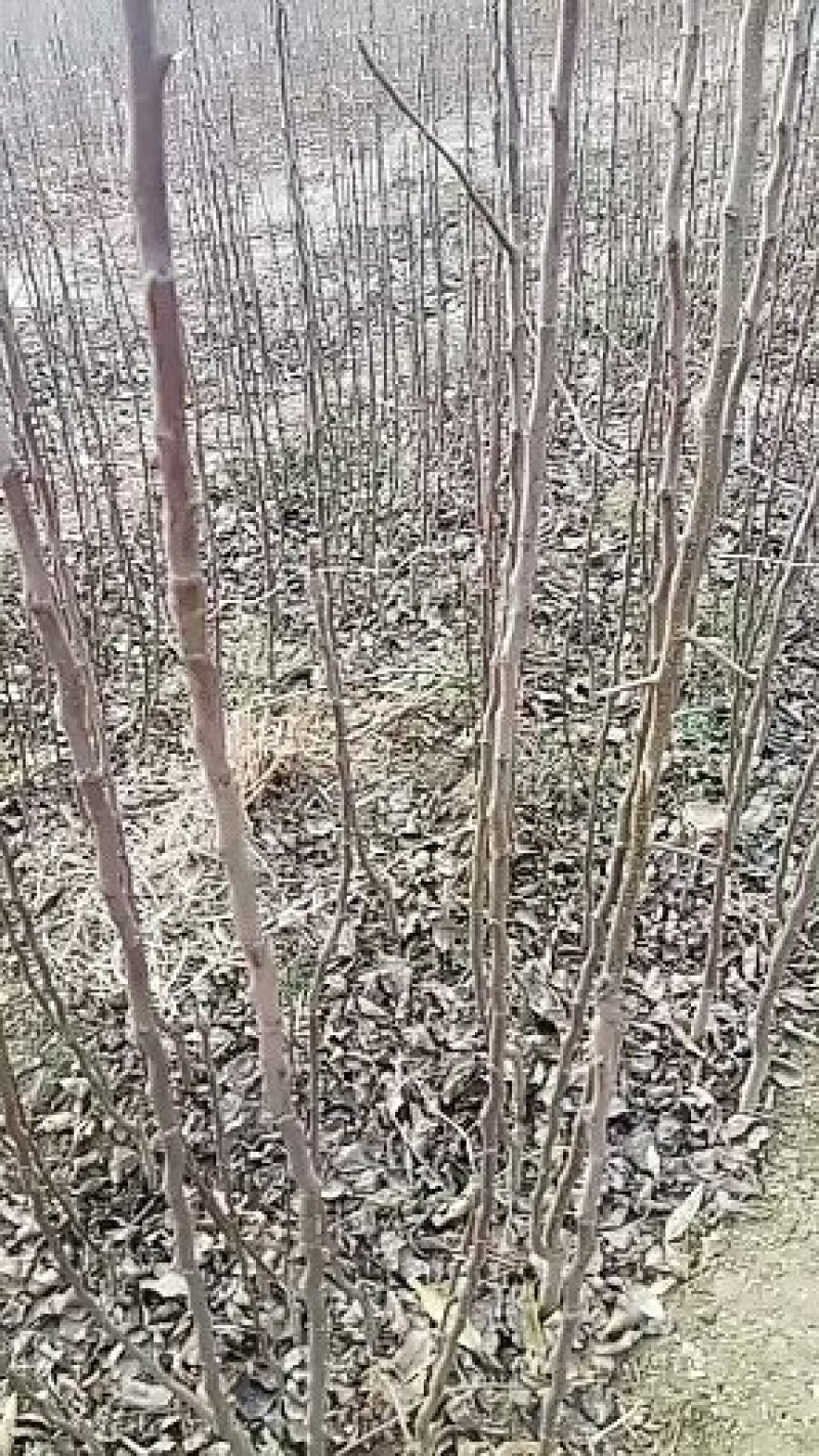 早红考密斯梨苗，早酥红梨，红香酥黄金梨，玉露香，秋月，