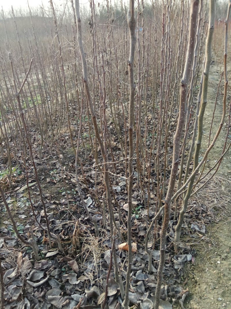 早红考密斯梨苗，早酥红梨，红香酥黄金梨，玉露香，秋月，
