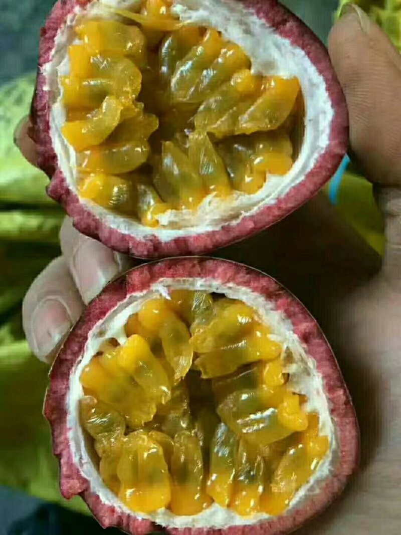 紫香，台农，嫁接，直插苗