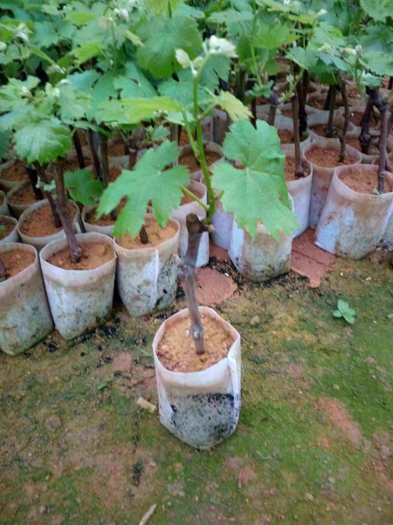 夏黑葡萄