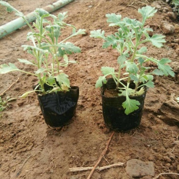 地被菊基地直供量大从优