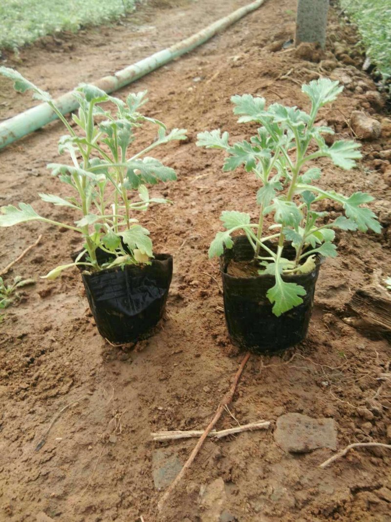 地被菊基地直供量大从优