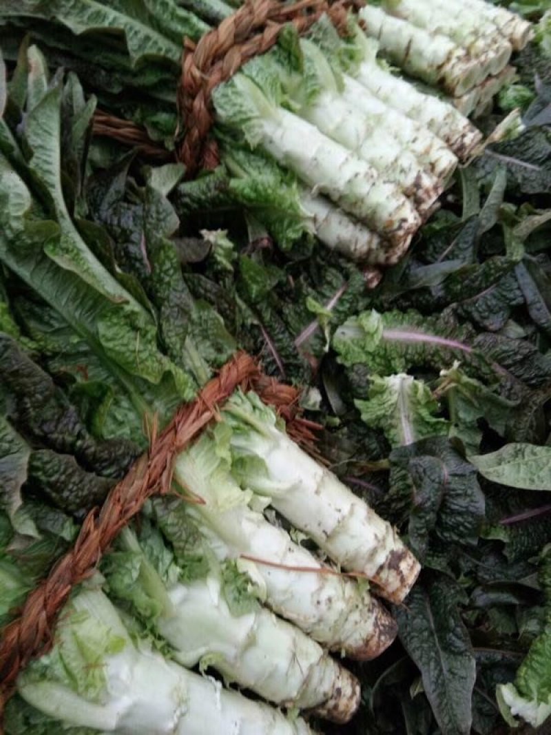 茴苣
