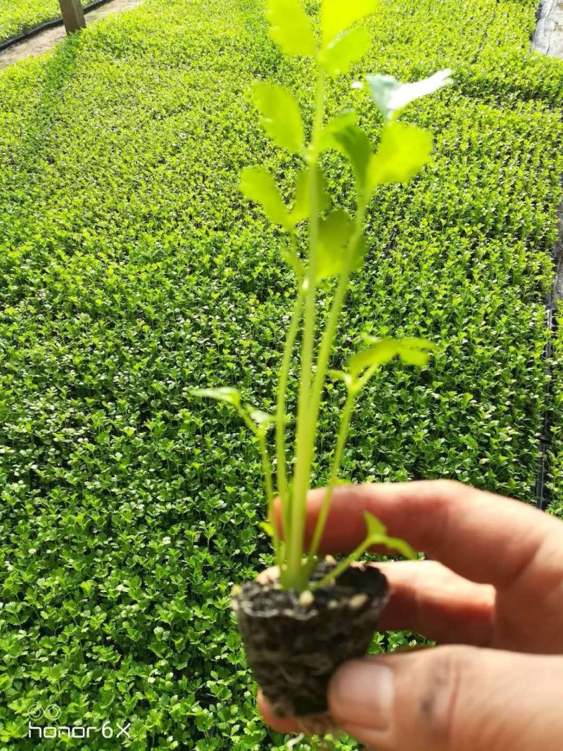 芹菜苗15~20cm