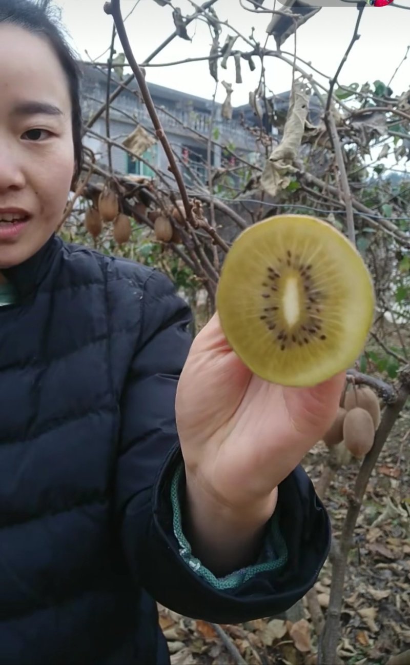 金艳猕猴桃苗现挖现卖嫁接苗包成活