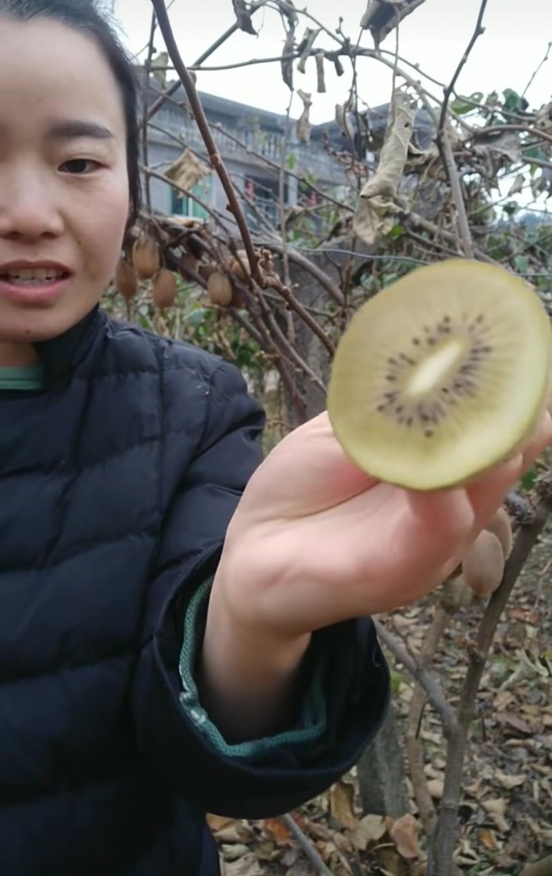 金艳猕猴桃苗现挖现卖嫁接苗包成活