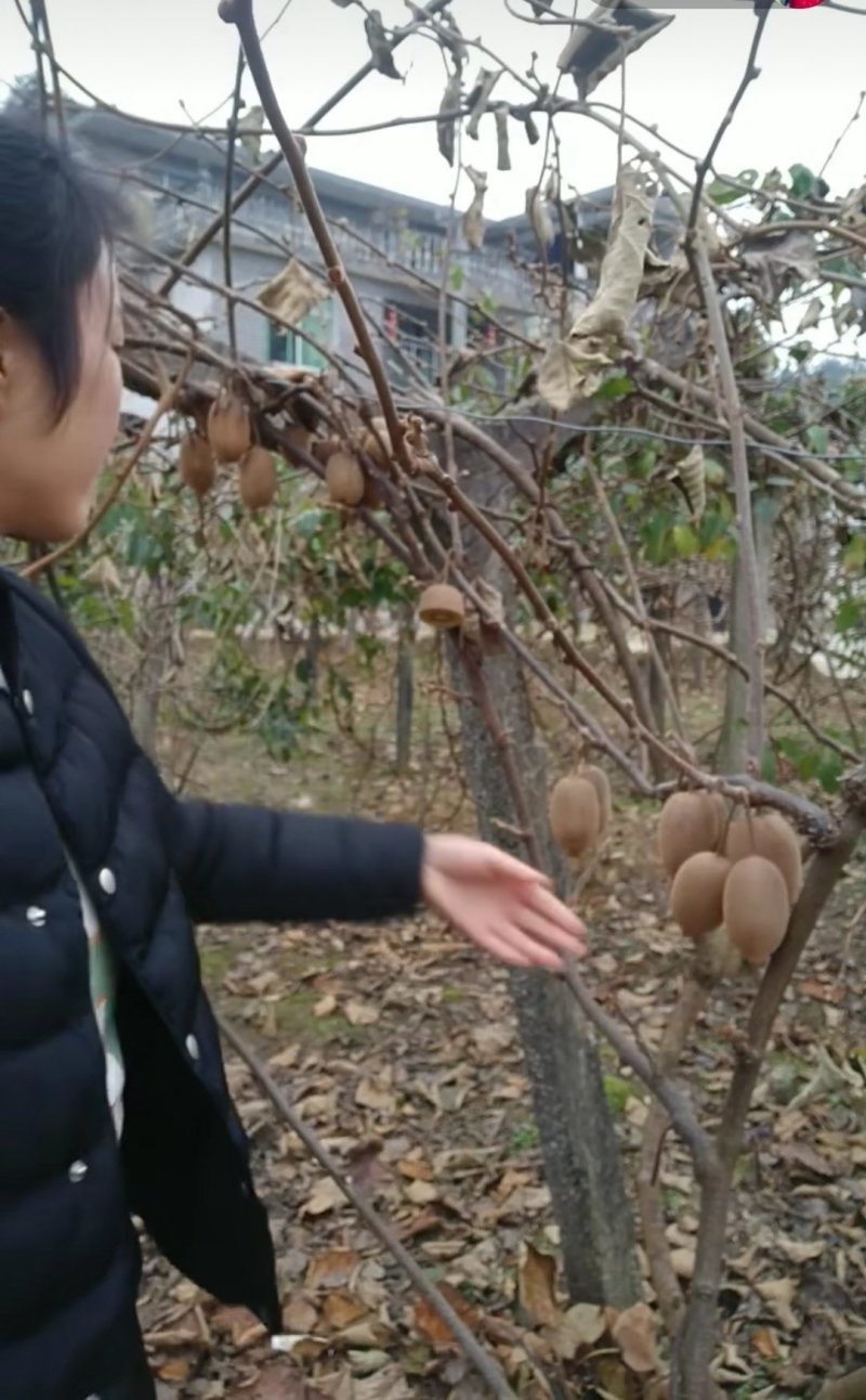 金艳猕猴桃苗现挖现卖嫁接苗包成活