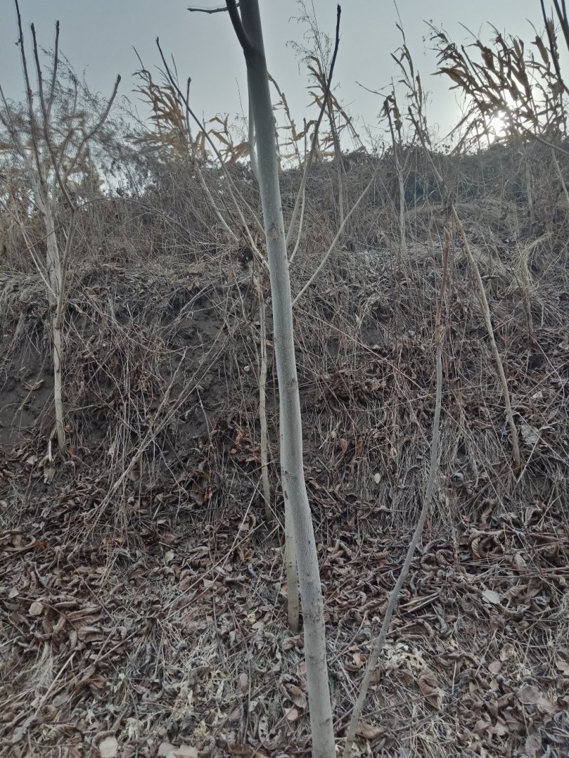 有野生核桃树5年生到20年生的都有。有搞绿化需要的：一叁