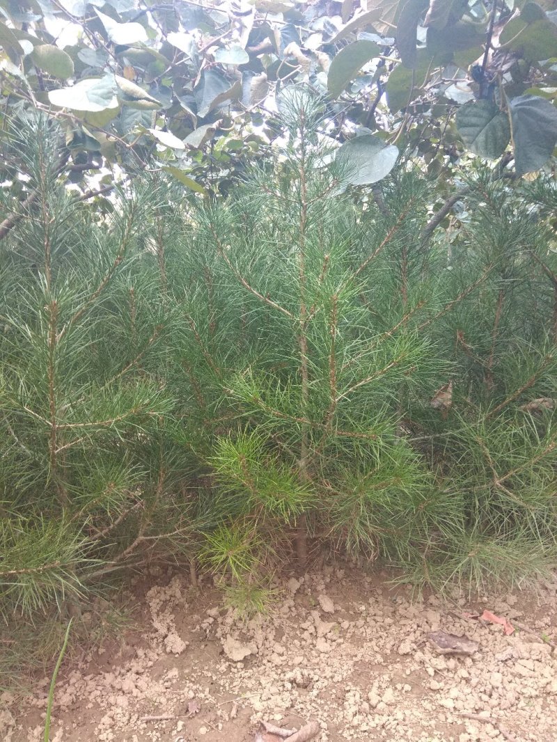 长毛白皮松4000棵80公分起，一米往上居多，大田苗