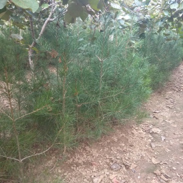 长毛白皮松4000棵80公分起，一米往上居多，大田苗