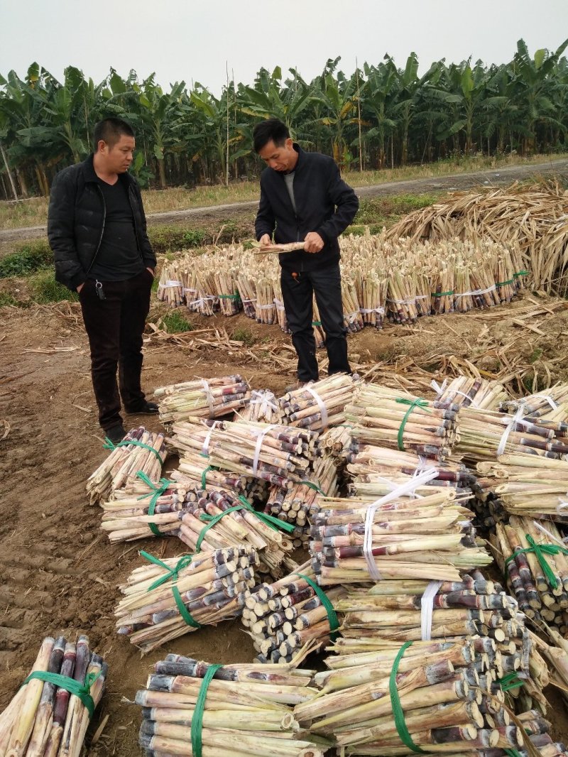 广西黑皮甘蔗种苗甘蔗苗甘蔗种苗黑皮甘蔗种苗甘蔗种