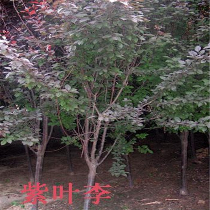 紫叶李树苗可视频看货选货