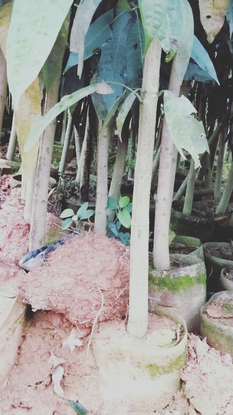 金煌芒果树苗广西芒果苗芒果树苗包邮