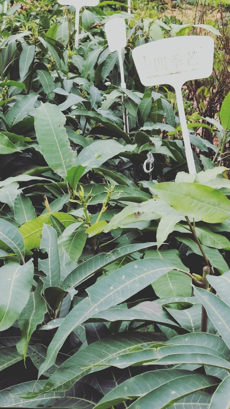 四季芒果苗金黄芒桂七2苗靓苗广西芒果苗