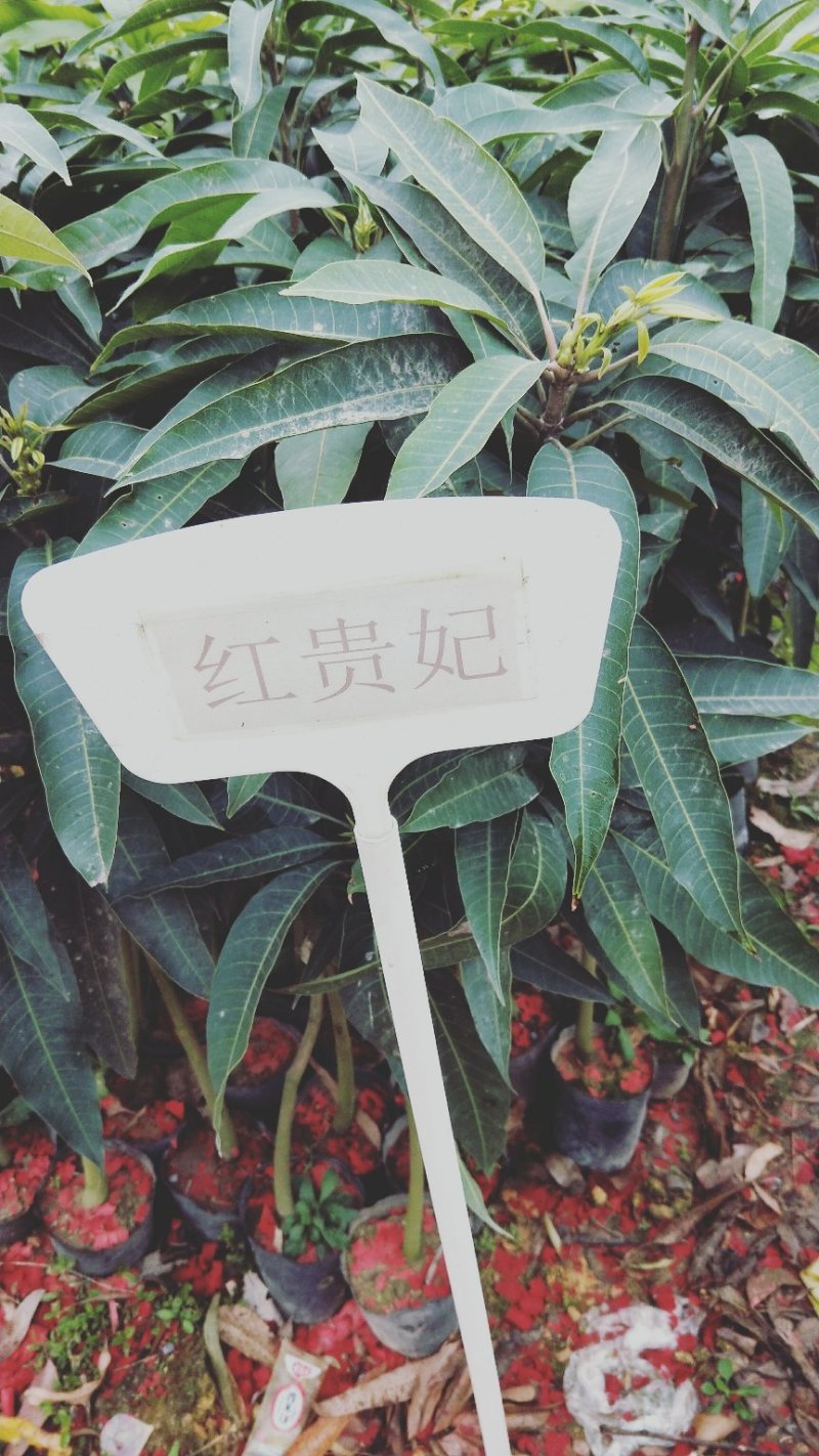 红贵妃芒果苗红贵妃芒果苗台农芒果苗广西芒果苗