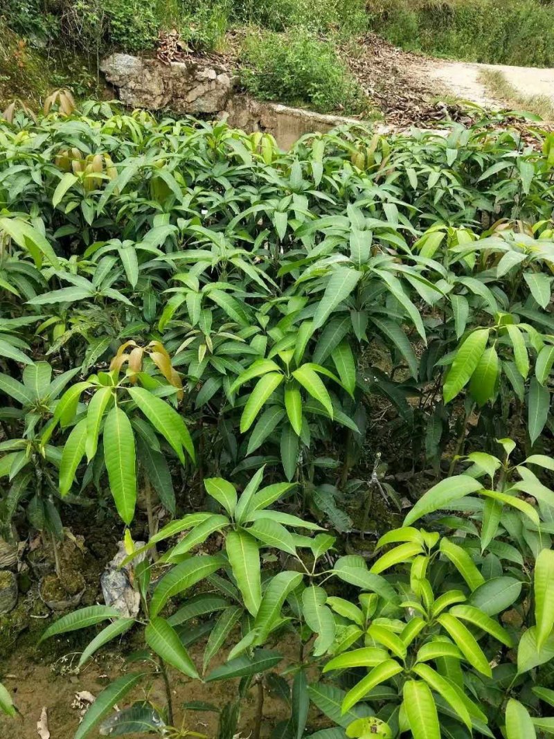 红贵妃芒果苗红贵妃芒果苗台农芒果苗广西芒果苗