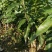 四季芒果苗金黄芒桂七2苗靓苗广西芒果苗