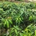 四季芒果苗金黄芒桂七2苗靓苗广西芒果苗