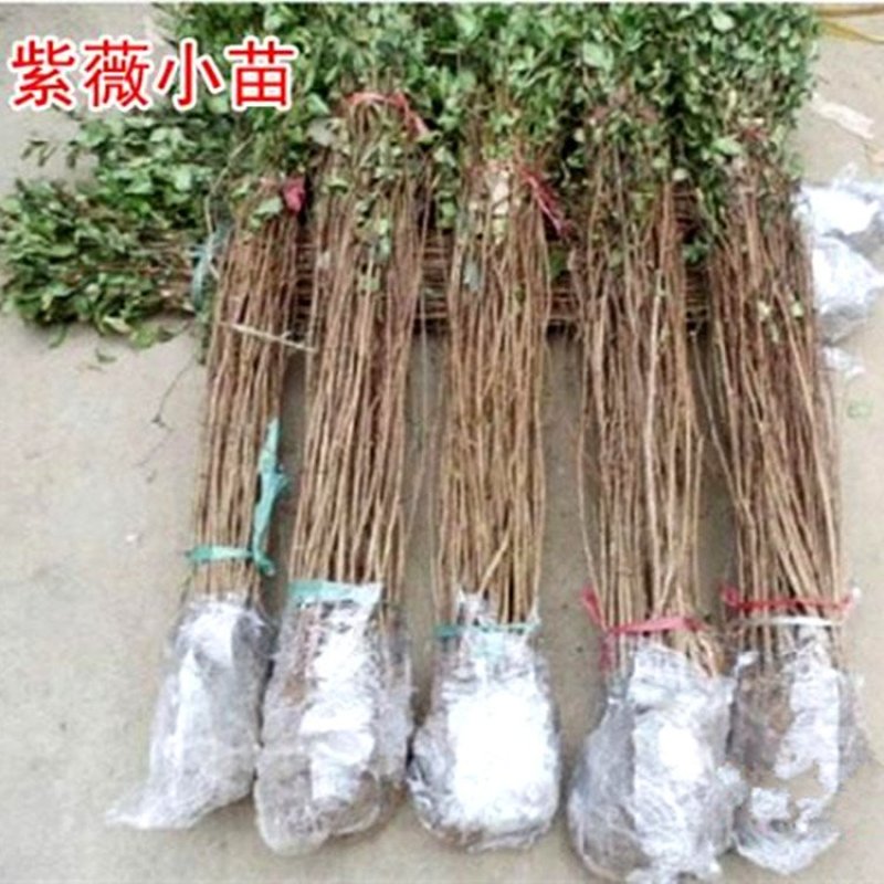 百日红百日红树百日红苗百日红树苗紫薇