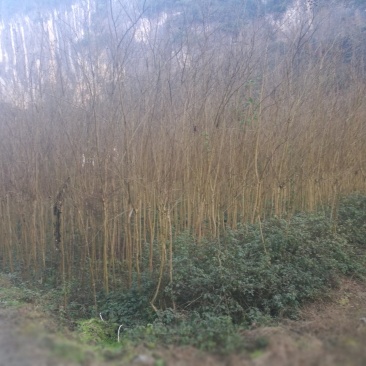 紫薇，价格便宜，质量好